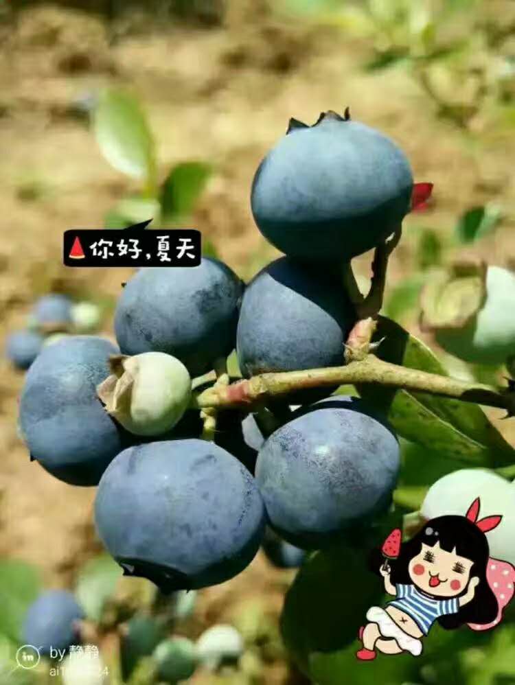 蓝莓2.jpg